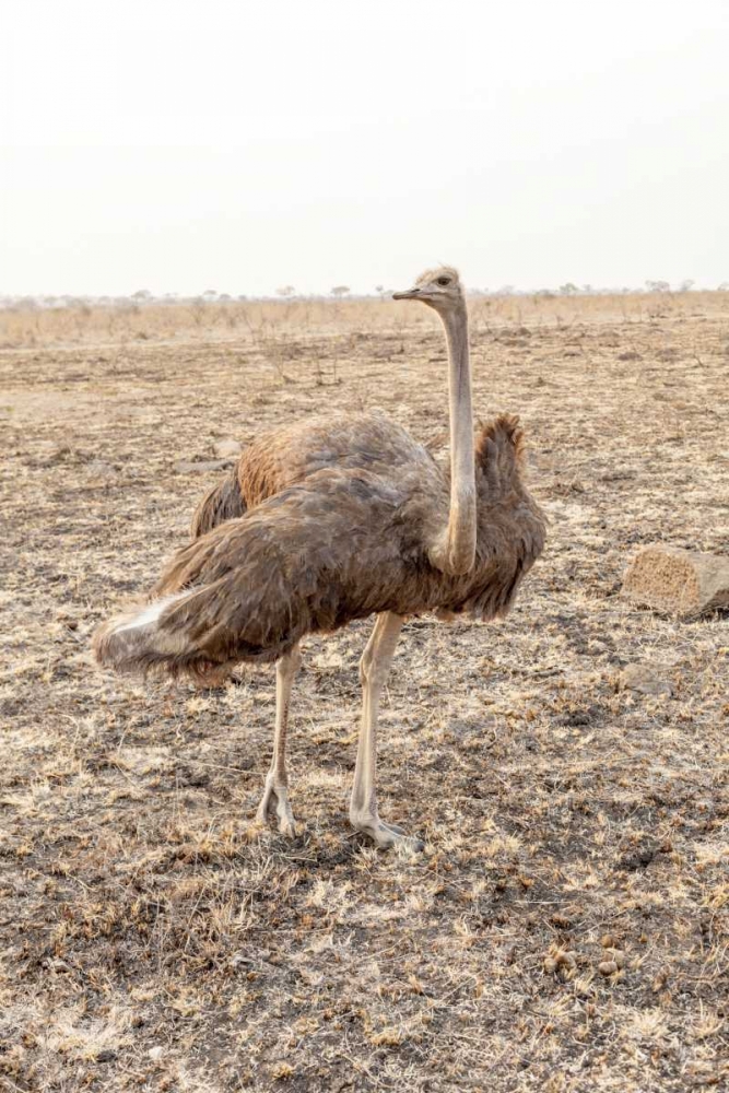 South Africa Female ostrich in mating display